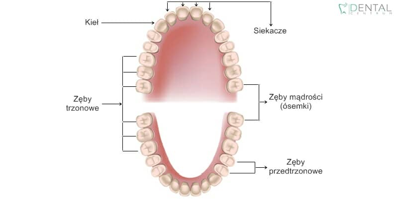 Opis zębów - szczęka i żuchwa
